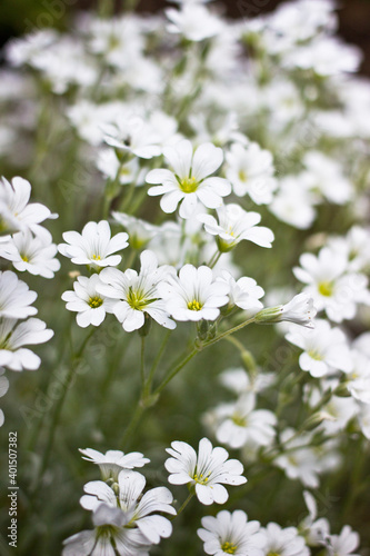 white flowers in the garden
