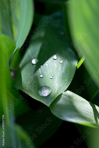 water drops on a green leaf