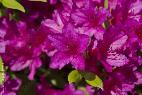 close-up pink royal azalea blossoms