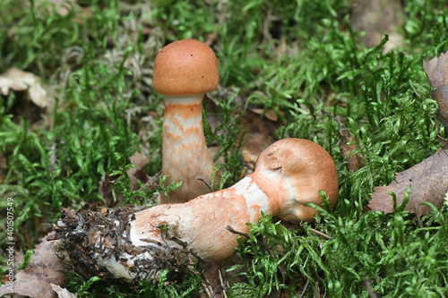 Cortinarius armillatus, known as the red-banded cortinarius, wild mushroom from Finland photo