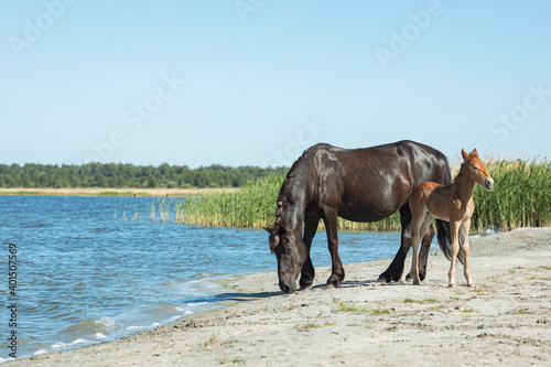 mum and her foal on the shore of the lake drink water on a summer day
