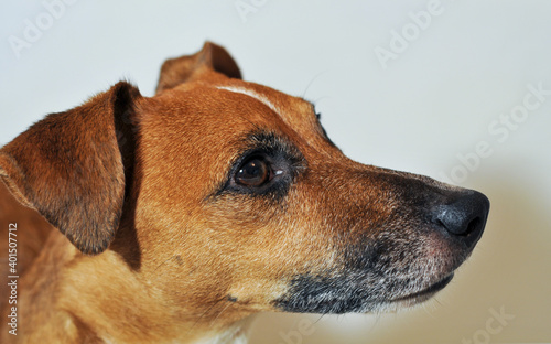 Profile of a Jack Russell terrier looking into the distance. Portrait of a cute dog. Head close-up.