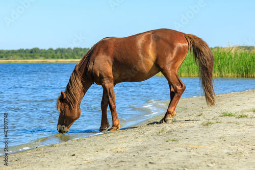 horse drinking from the lake on a summer day