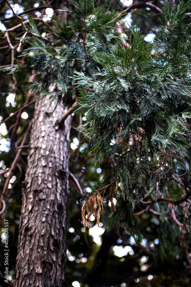 Low angle view of tree Low angle view of tree