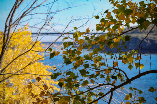 branch of a tree with yellow leaves on the background of the Dnieper River