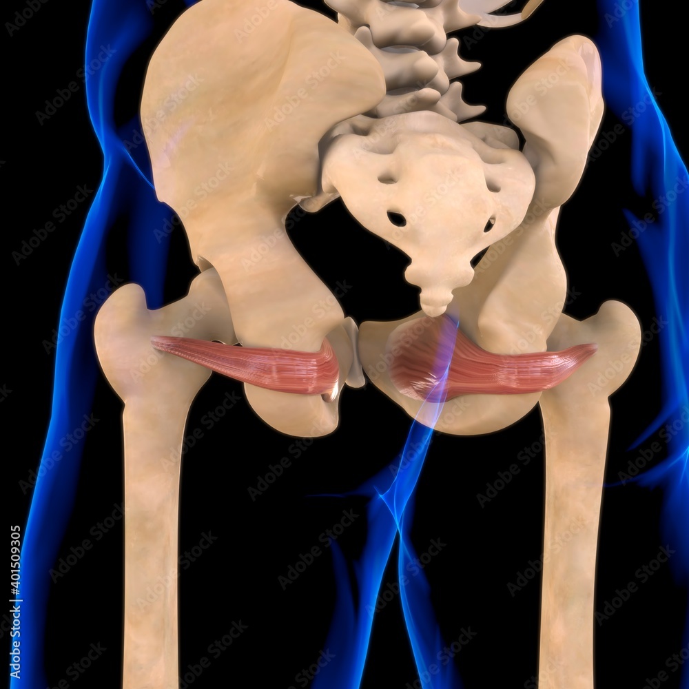Obturator Internus Muscle Anatomy For Medical Concept 3D Illustration ...