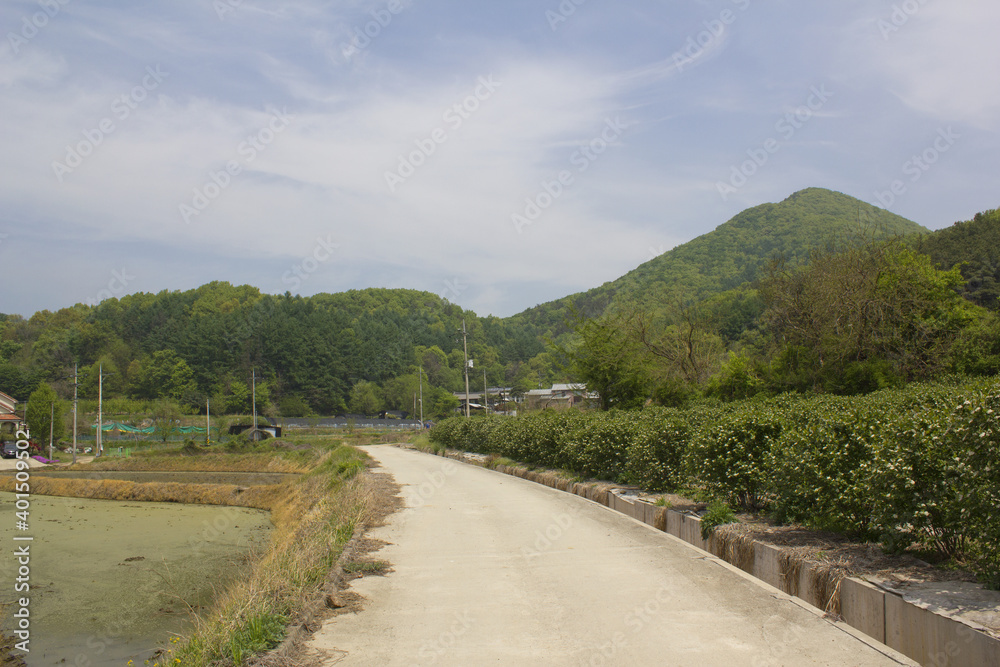 spring rice field and road in countryside.