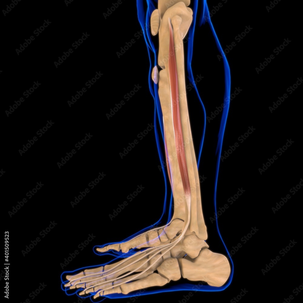 Extensor Digitorum Longus_Muscle Anatomy For Medical Concept 3D Illustration Extensor Digitorum Longus_Muscle Anatomy For Medical Concept 3D Illustration