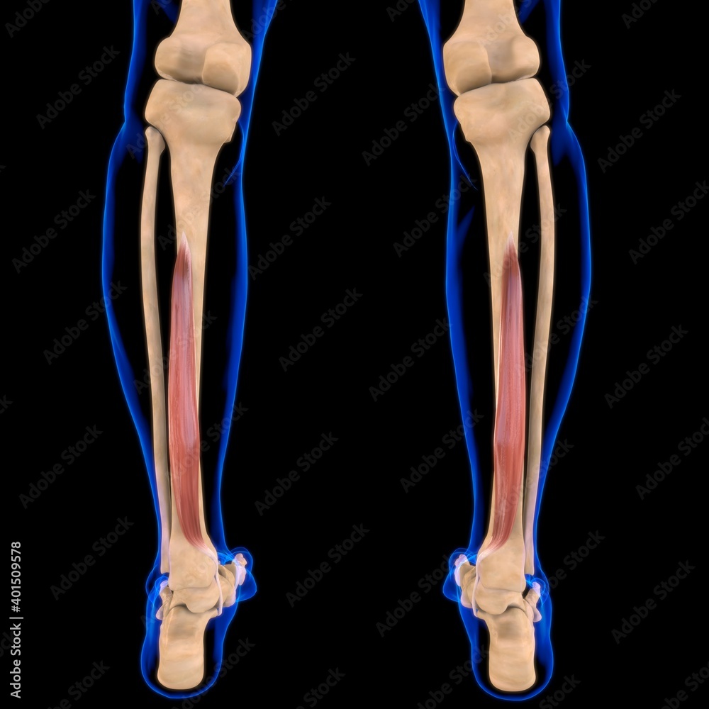 Flexor Digitorum Longus Muscle Anatomy For Medical Concept 3D Illustration Flexor Digitorum Longus Muscle Anatomy For Medical Concept 3D Illustration