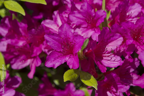 close-up pink royal azalea blossoms