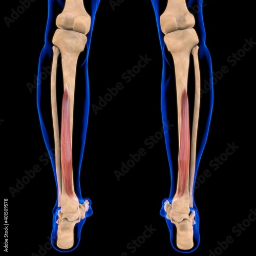 Flexor Digitorum Longus Muscle Anatomy For Medical Concept 3D Illustration