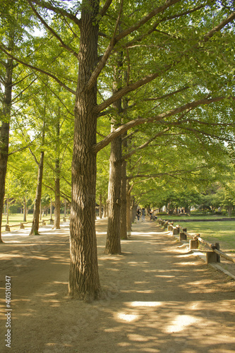 Green trees in the park at Namiseom (Nami Island), South of Korea. © binimin