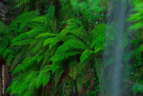 Ferns  Lami  a waterfall  Lami  a  Saja Besaya Natural Park  Cantabria  Spain  Europe