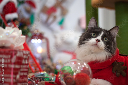Domestic medium hair kitten wearing Christmas outfit as Santa costume on Christmas tree background.