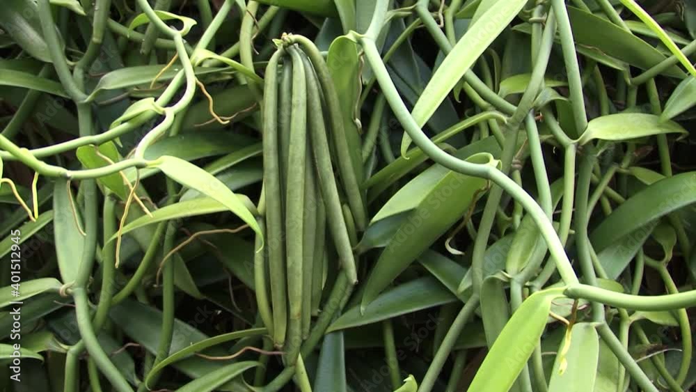 Detail of Vanilla pods in Raiatea, Society Islands, French Polynesia. Detail of Vanilla pods in Raiatea, Society Islands, French Polynesia.