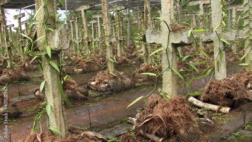 Vanilla farm in Uturoa, Raiatea, Society Islands, French Polynesia. photo