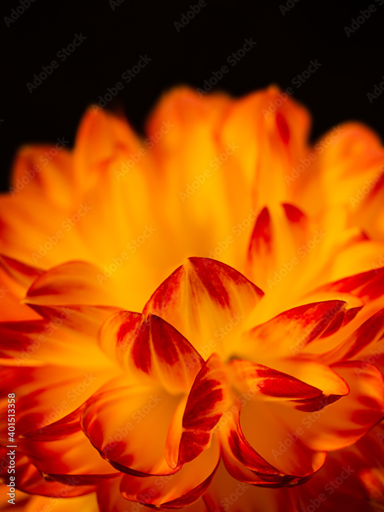 macro of a dahlia flower, orange-red petals on a black background macro of a dahlia flower, orange-red petals on a black background