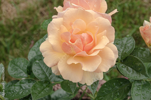 Rosa Rose mit Wassertropfen fuf den Blättern