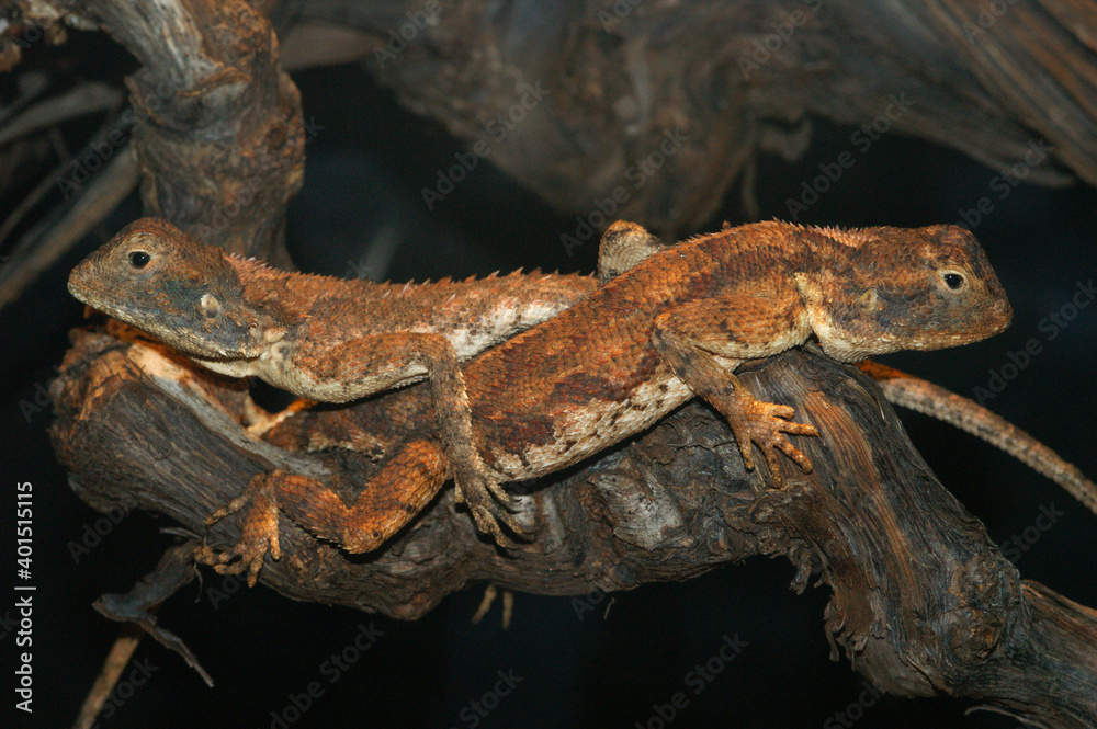 Fototapeta premium Agama aculeata