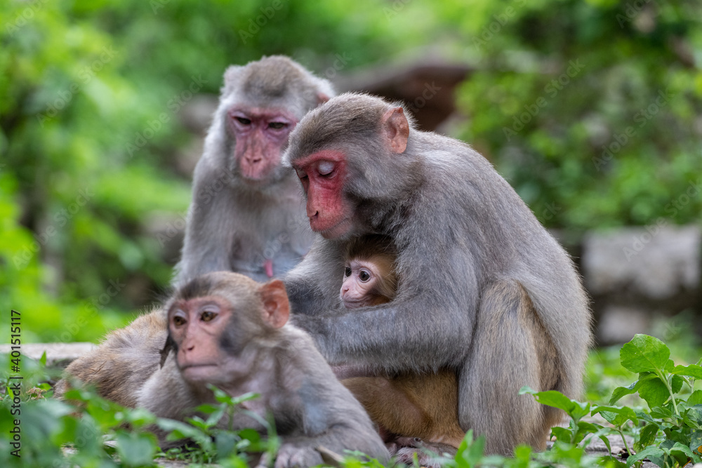 Monkey family Monkey family