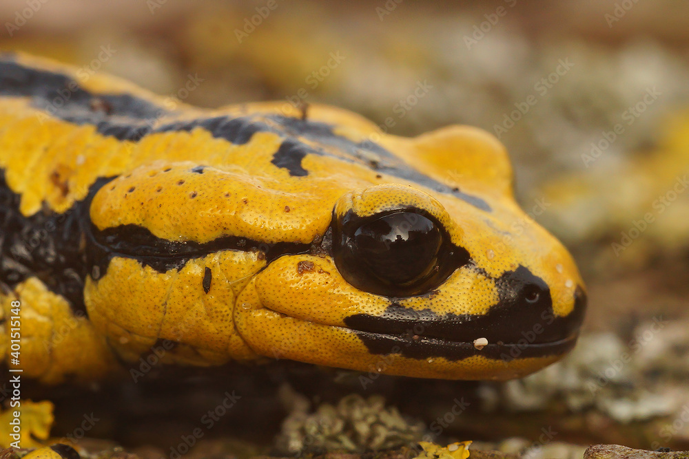 Obraz premium Salamandra salamandra bernardezi, Oviedo Spain 