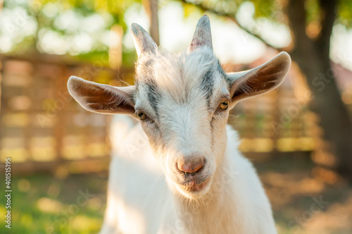 Portrait of a cute goat © nordantin