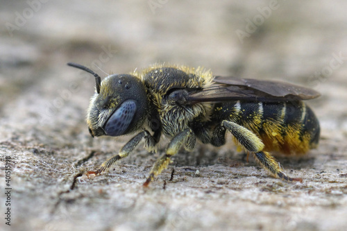 Osmia spinulosa, Rousson < Gard photo