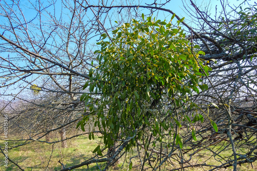 Mistletoe on the branches of an apple tree in spring. Plant parasite in its natural environment