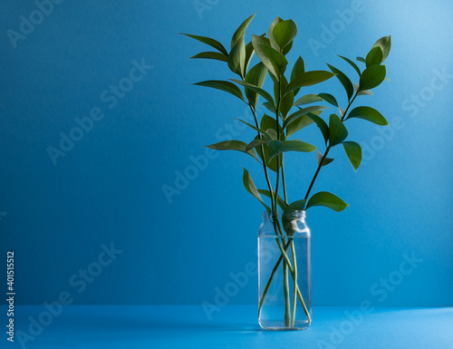 Decorative greenery a sprig of ruskus in a glass jar on a blue background. Concept for design design and postcards with space for text. Horizontal orientation  no people  copy space