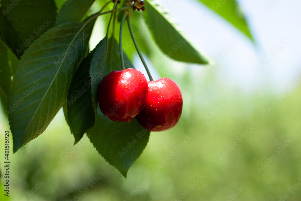 Red ripe cherries hanging from a cherry tree branch with Green bokeh out of focus background from nature forest.