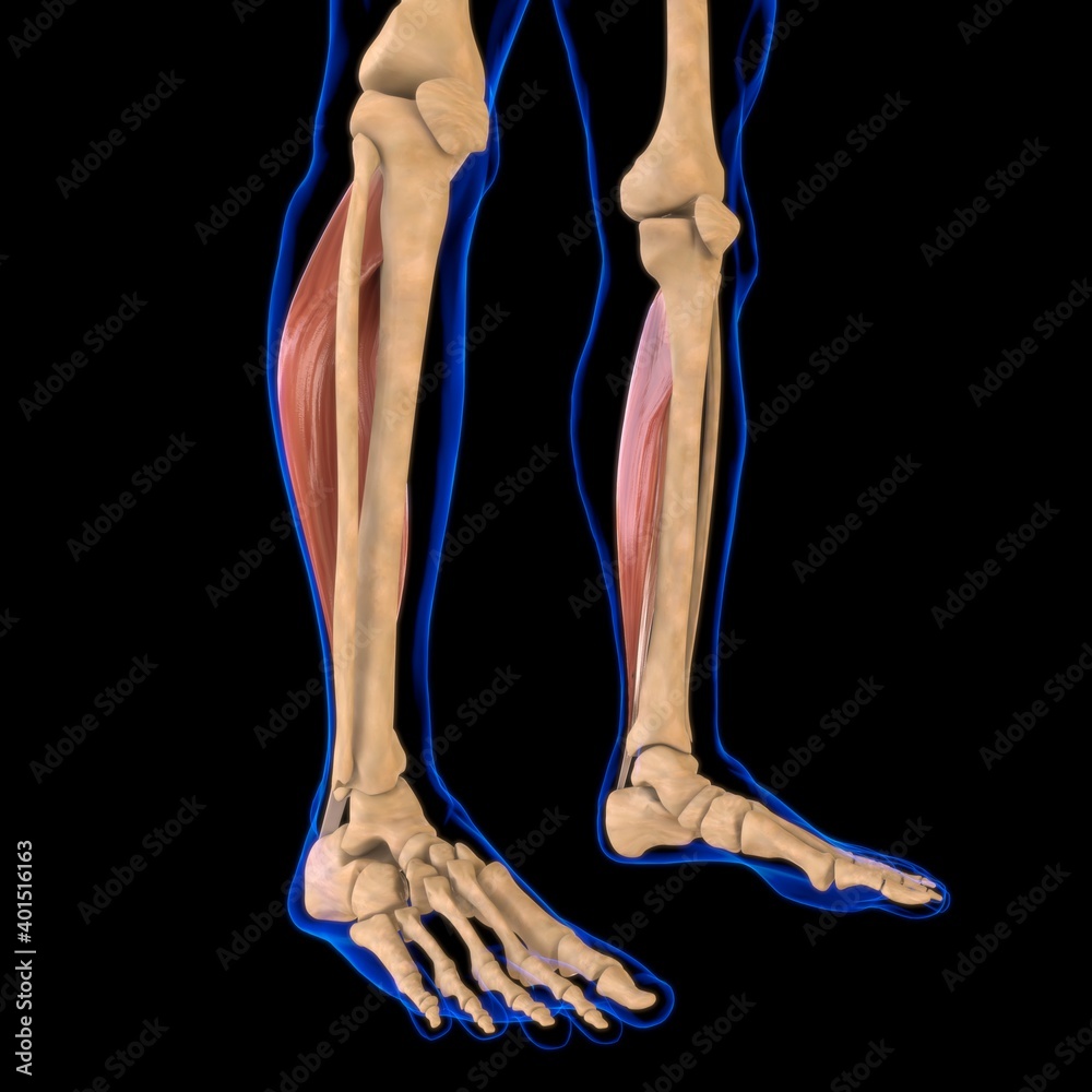 Soleus Muscle Anatomy For Medical Concept 3D Illustration Soleus Muscle Anatomy For Medical Concept 3D Illustration