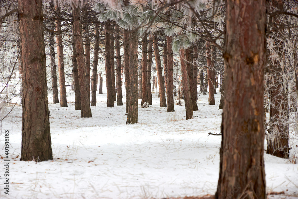 winter pine forest and fresh snow on a cold day winter pine forest and fresh snow on a cold day