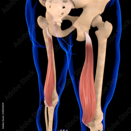 Semimembranosus Muscle Anatomy For Medical Concept 3D Illustration photo