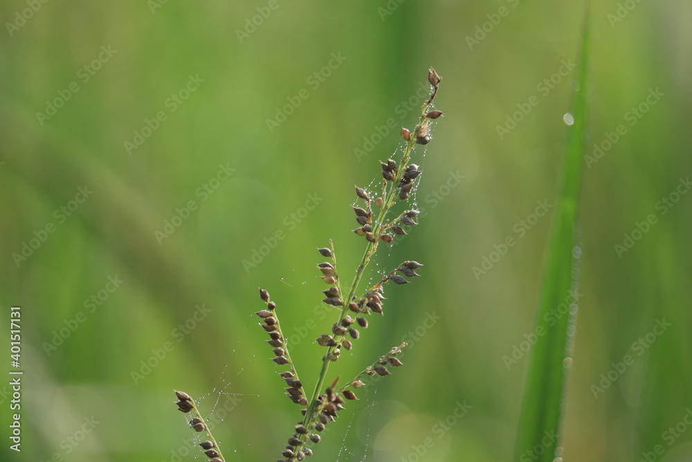 Fototapeta premium grass on The Blurry green or natural background.
