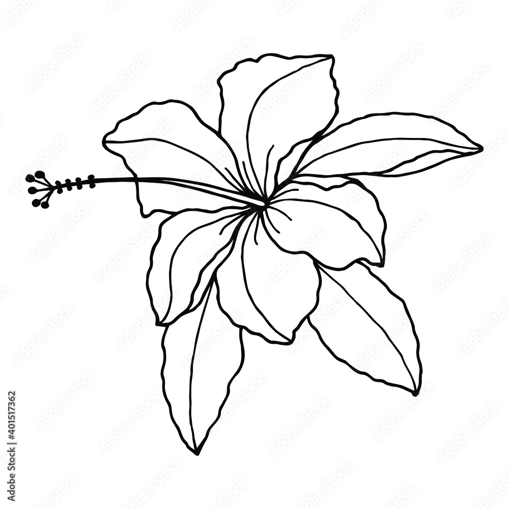 Obraz premium Hibiscus flower. Vector stock illustration eps10. Hand drawing, outline.