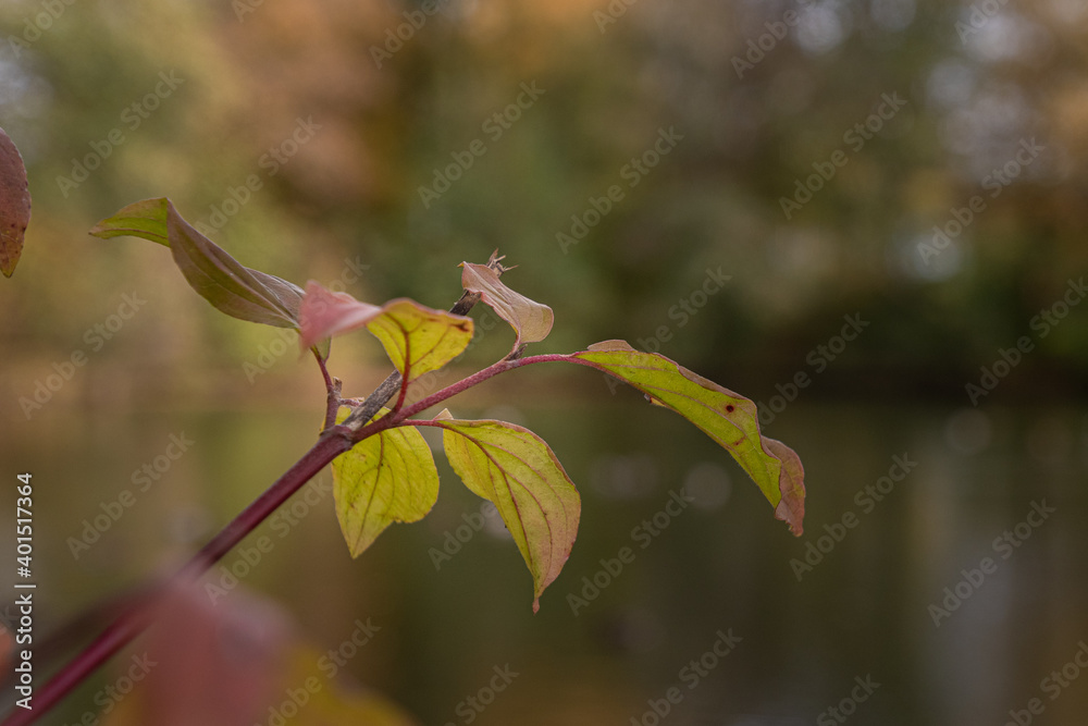Herbstblätter Herbstblätter