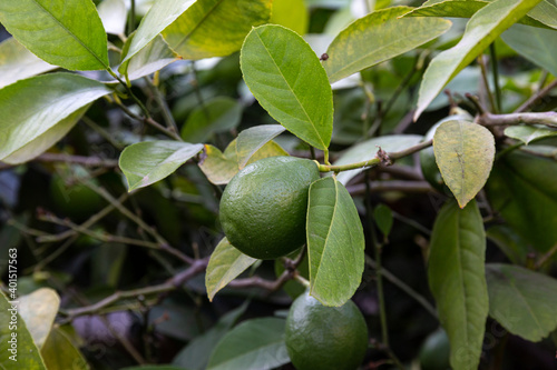 Citrus fruit and green leaves