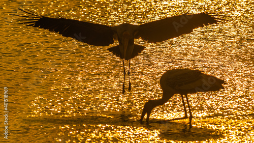 Golden Silhouette