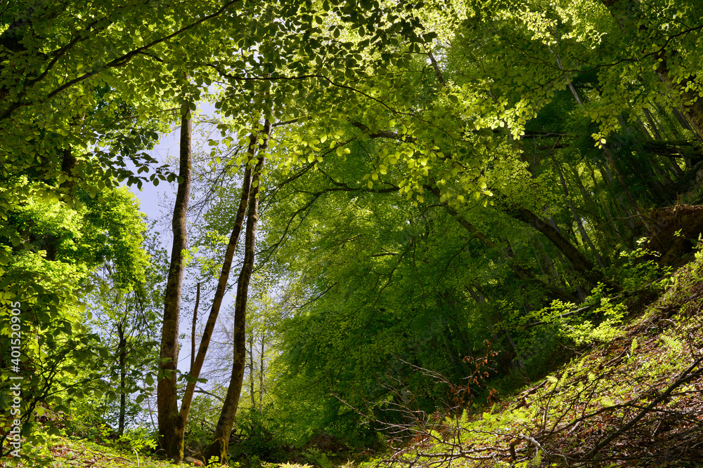 Forêt sauvage lumineuse des Pyrénées, Ariège en Occitanie, France Forêt sauvage lumineuse des Pyrénées, Ariège en Occitanie, France