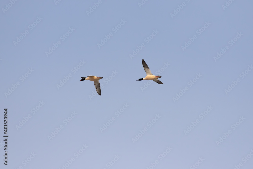 Common merganser in flight, bird during migration to south Common merganser in flight, bird during migration to south