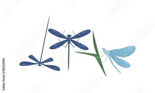 Flying Dragonfly Isolated on White Background Vector Set