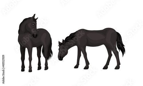 Horse Breed as Domestic Odd-toed Ungulate Mammal Vector Set