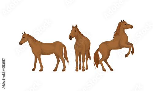 Horse Breed as Domestic Odd-toed Ungulate Mammal Vector Set