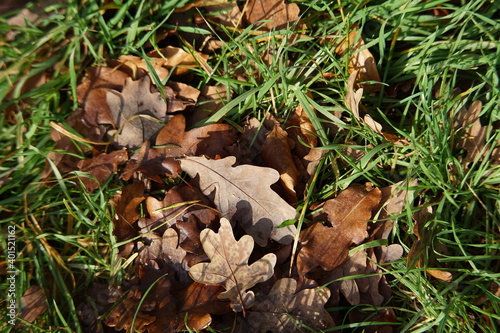 Eichenblätter am Boden, Waldboden