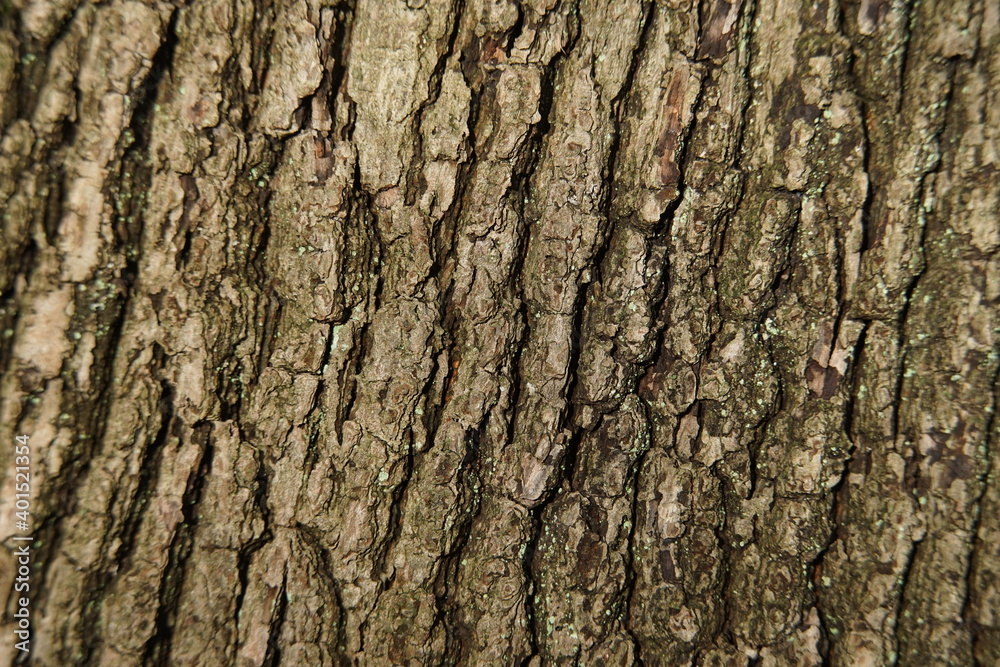 various
Bark of trees in the forest
various
Bark of trees in the forest