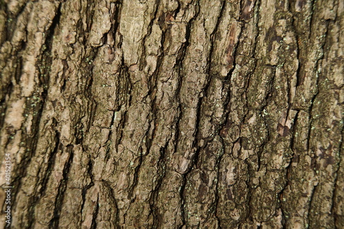  various Bark of trees in the forest