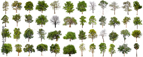 isolated big tree collection isolated on white