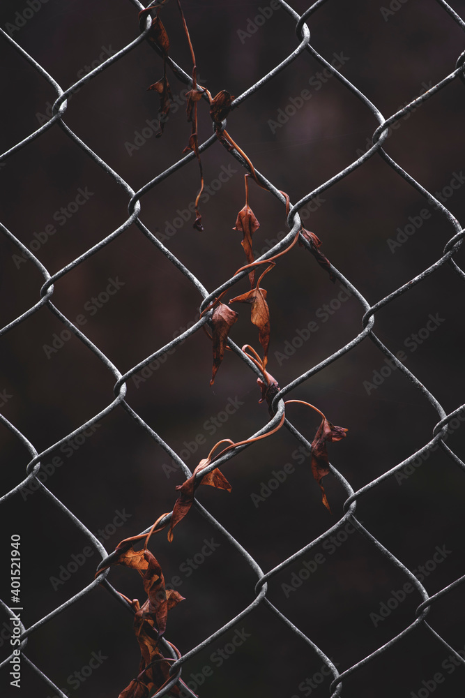 Fototapeta premium net on a fence