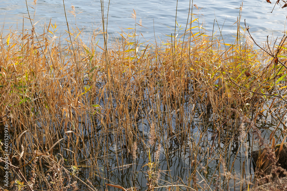 Lots of grass growing in the pond. Lots of grass growing in the pond.