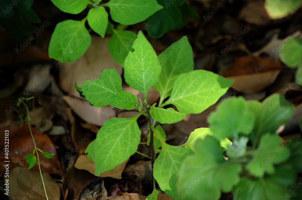 green leaves in the forest green leaves in the forest